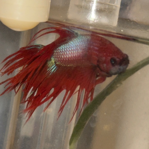 Meet the Posher - Picture 5 of 7